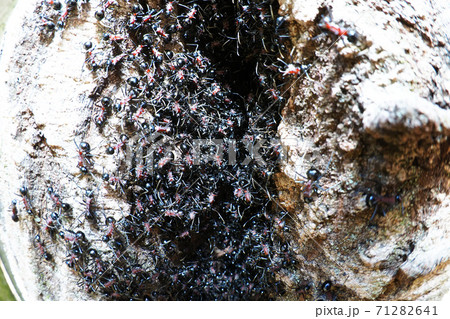 トゲアリ（コロニー） 71282641