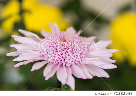 ピンクの小菊 ピンクの小菊 71282648