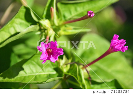 昼が近づき萎みはじめた白粉花 71282784