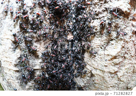 トゲアリ（コロニー） 71282827