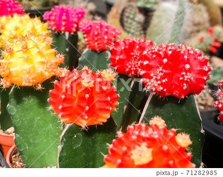 Gymnocalycium mihanovichii hybrid grafted on Hylocereus sp., Cactus red, yellow, orange, and pink color in the garden, Cacti, Cactaceae, Succulent, Tree, Drought tolerant plant. 71282985