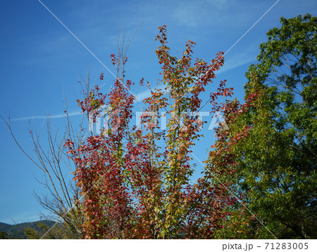 紅葉し始めた秋のトウカエデ、青空背景 71283005