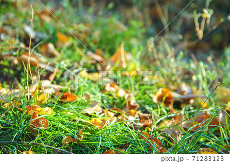 Foliage on green grass in autumn forest. 71283123