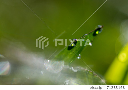 草についた朝露 71283168
