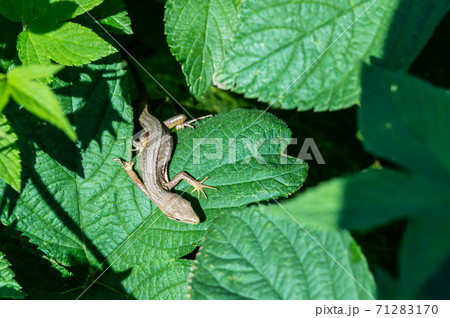 ニホンカナヘビ 71283170