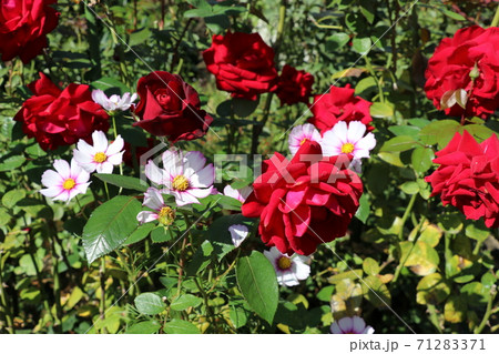 バラ バラ 71283371