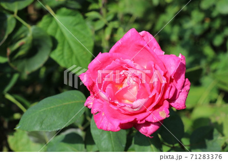 バラ バラ 71283376