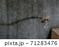 コンクリート壁を進むカタツムリとその軌跡 71283476