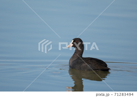 秋、綺麗なオオバン 秋、綺麗なオオバン 71283494