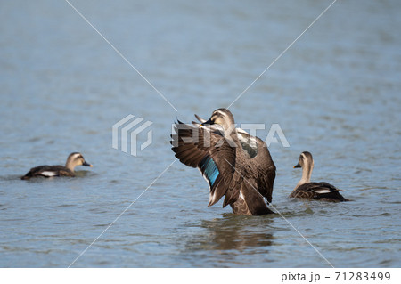 秋、羽ばたくカルガモ02 71283499