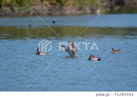 秋、飛来したホシハジロ02 71283503