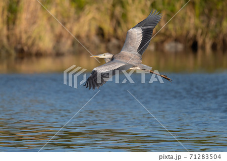 上面を見せて飛翔するアオサギ 71283504