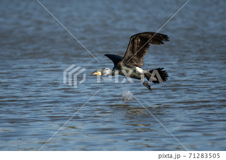 カワウの飛び出し 71283505