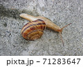 コンクリート壁を移動するカタツムリ 71283647