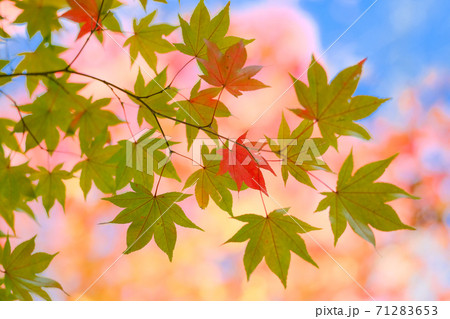 紅葉 71283653