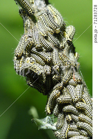 ミノウスバの幼虫の写真素材