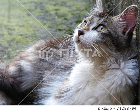 空を見上げる猫 空を見上げる猫 71283794