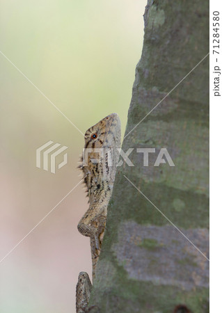 A lovely wild tree agama, on the nature 71284580