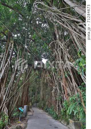 30 Oct 2020 the Indian Rubber Tree at Lugard Road, hong kong 71284673