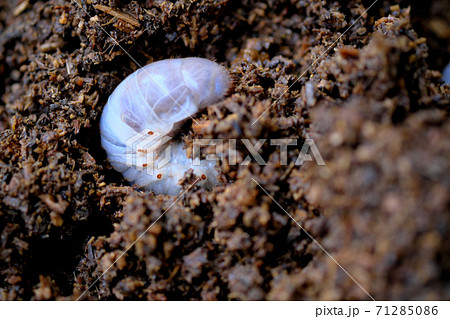 土に潜るカブトムシの幼虫のお尻の写真素材