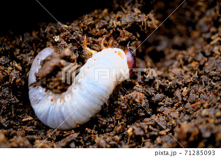大きく成長したカブトムシの幼虫 大きく成長したカブトムシの幼虫 71285093