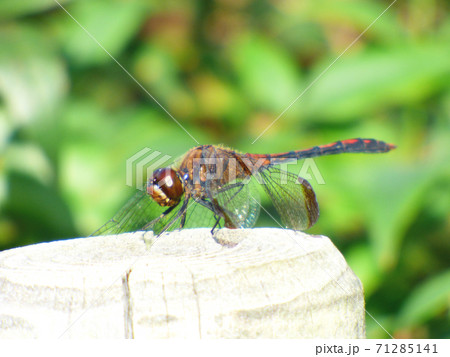 一休みする赤とんぼ 71285141