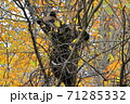木登りするヒグマ 71285332