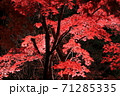 紅葉のライトアップ 71285335