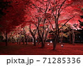 香雪園の紅葉ライトアップ 71285336