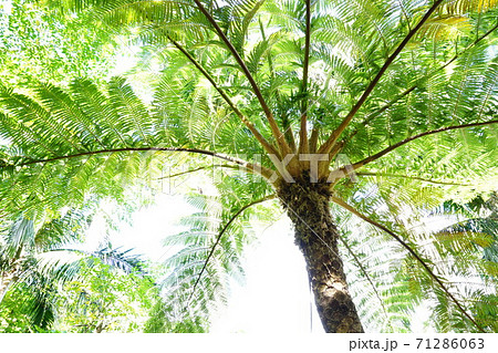 ヘゴの木、さわやか 71286063