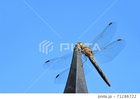 とんぼ 71286722