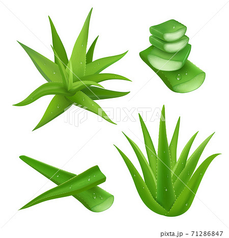 Aloe Vera Setのイラスト素材