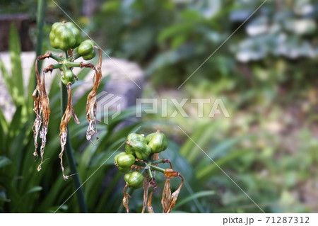 緑色の凸凹のショウキズイセンの実 緑色の凸凹のショウキズイセンの実 71287312