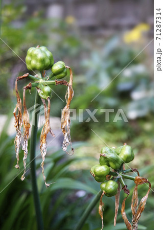 緑色の凸凹のショウキズイセンの実 緑色の凸凹のショウキズイセンの実 71287314