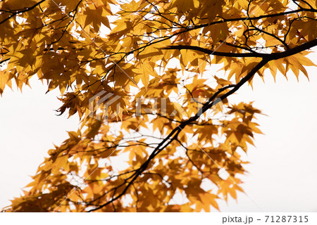 黄色に色づくカエデ 黄色に色づくカエデ 71287315