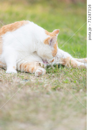 毛繕いする猫   茶白猫 毛繕いする猫   茶白猫 71287316