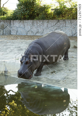 東武動物公園のカバの写真素材