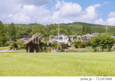 水車小屋とそば畑【大町市美麻新行】 71287886