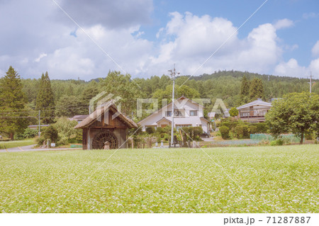 水車小屋とそば畑【大町市美麻新行】 71287887