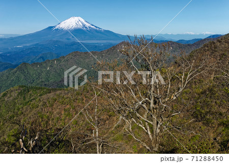 新緑の丹沢山から見る富士山 新緑の丹沢山から見る富士山 71288450