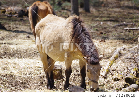 開田高原木曽馬の里の木曽馬 開田高原木曽馬の里の木曽馬 71288619