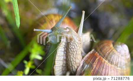 Snail on ground level macro photo 71288776
