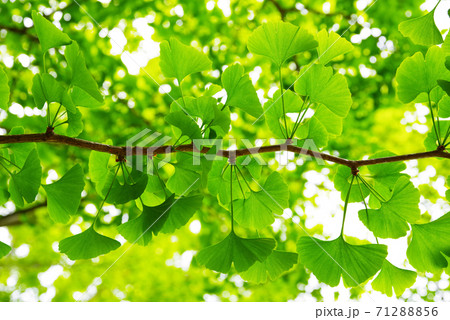 鮮やかな新緑 鮮やかな新緑 71288856