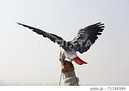 オウム 九官鳥 新しい 71288986