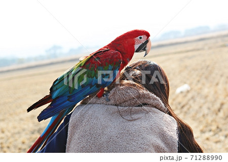 オウム 鳥 九官鳥 71288990