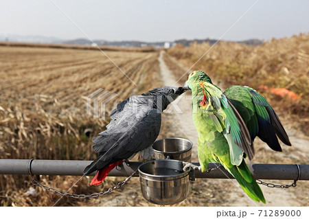 オウム 鳥 九官鳥 71289000