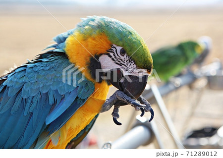 オウム 鳥 九官鳥 71289012