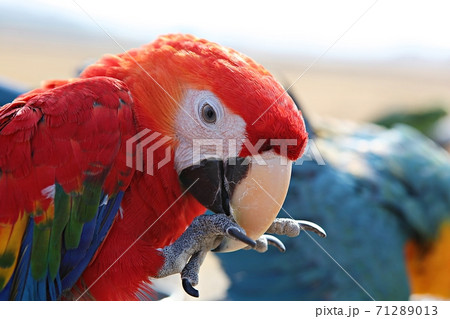 オウム 鳥 九官鳥 71289013