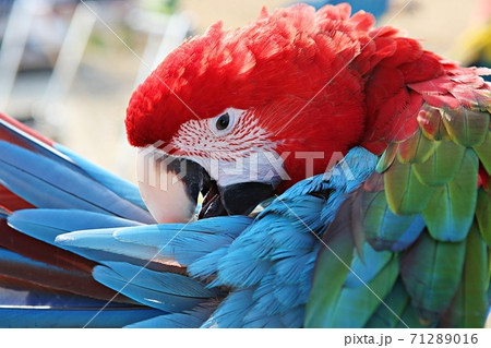 オウム 鳥 九官鳥 71289016