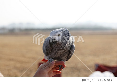オウム 鳥 九官鳥 71289031